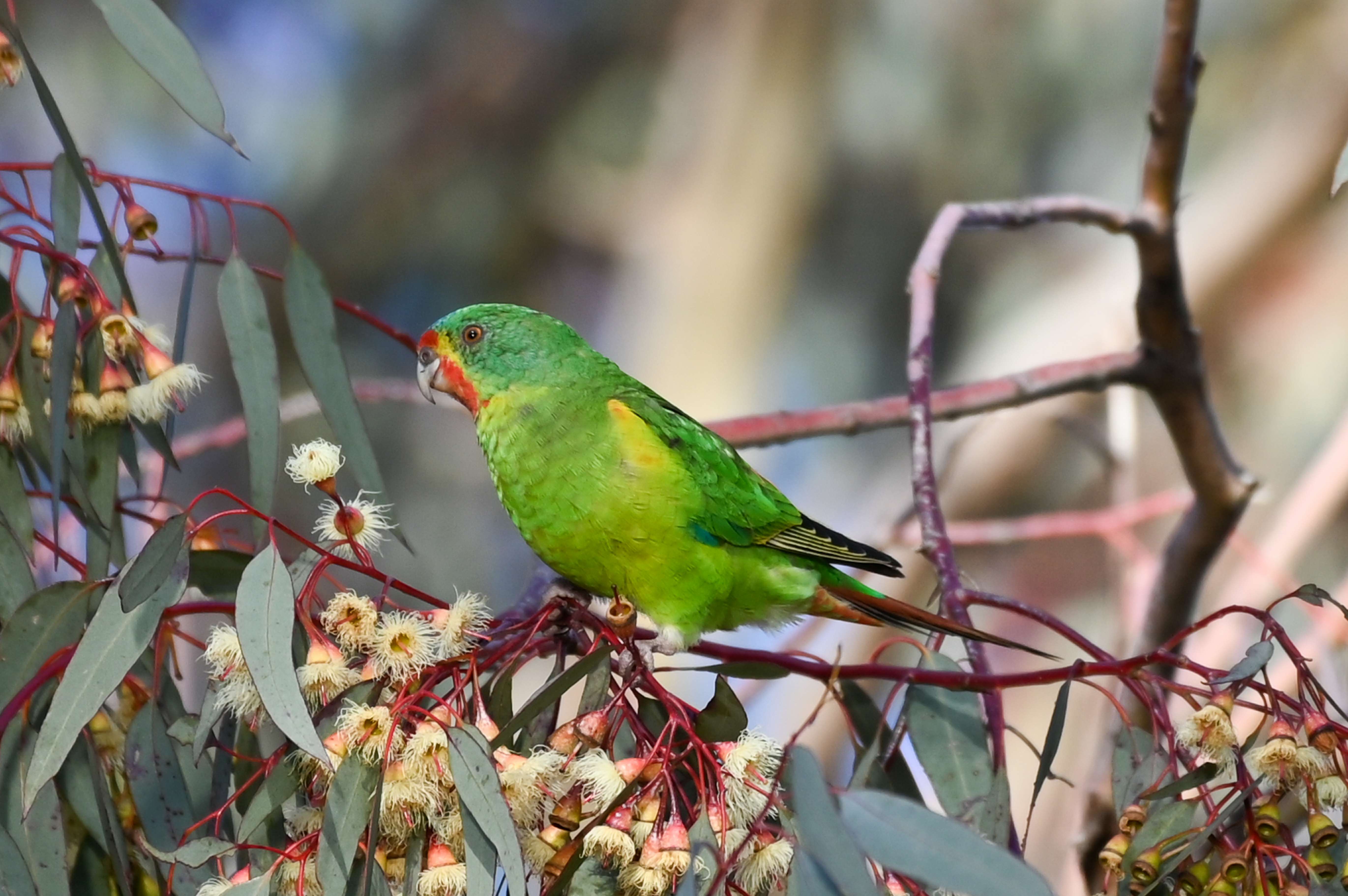 Swift Parrot by Richard Gregson